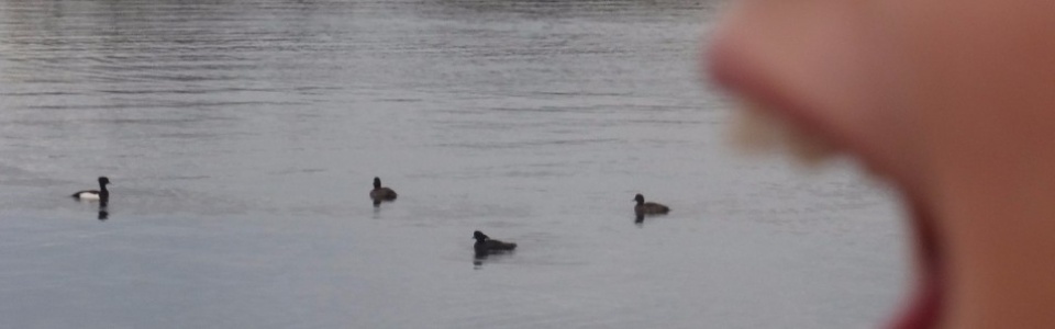 $galleryItem->description