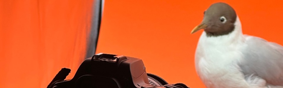 $galleryItem->description